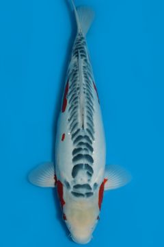 Shusui