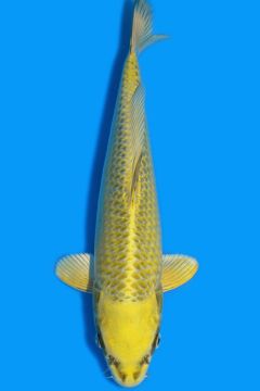 Karashi Matsuba Ogon
