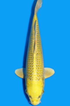 Karashi Matsuba Ogon