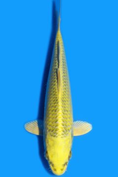 Karashi Matsuba Ogon