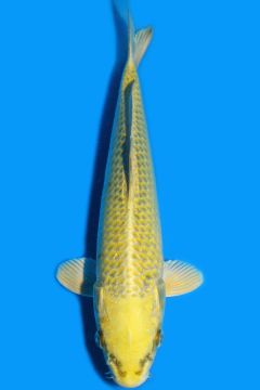 Karashi Matsuba Ogon