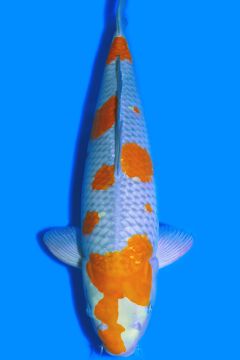 Karashi Ochiba Shigure