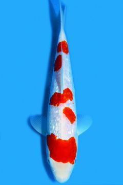 Karashi Ginrin Kohaku