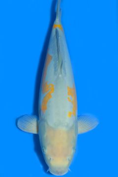 Doitsu Karashi Ochiba