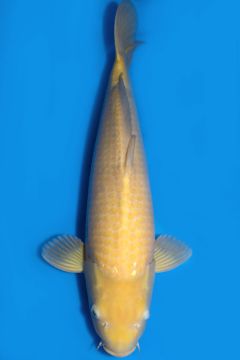 Karashigoi