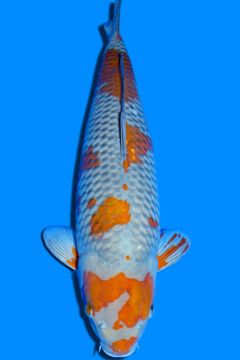 Karashi Ochiba Shigure