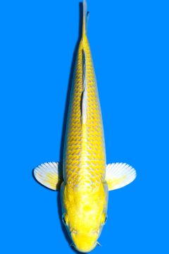 Karashi Yamabuki