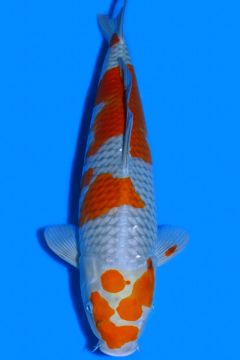 Karashi Ochiba Shigure