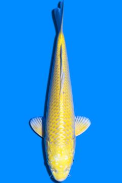 Karashi Yamabuki