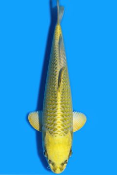 Karashi Matsuba Ogon