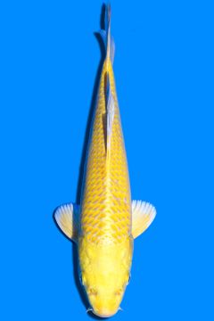 Karashi Yamabuki