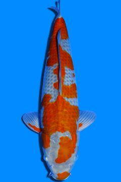 Karashi Ochiba Shigure