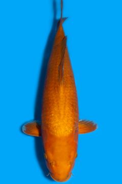 Karashi Chagoi