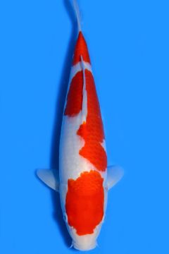 Karashi Kohaku