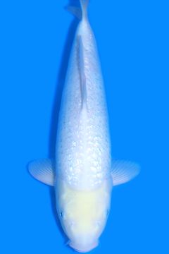 Ginrin Karashi Matsukawabake