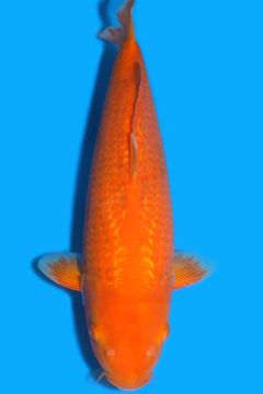 Ginrin Orenji Karashigoi