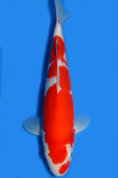 Karashi Kohaku