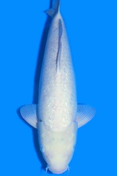 Ginrin Karashi Matsukawabake