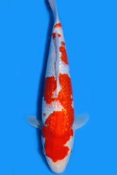 Karashi Ginrin Kohaku