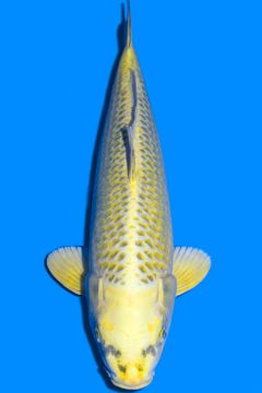 Karashi Matsuba Ogon