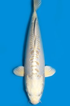Karashi Doitsu Cream Ogon
