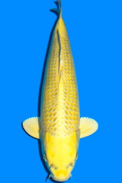 Karashi Matsuba Ogon