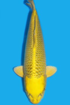 Karashi Matsuba Ogon