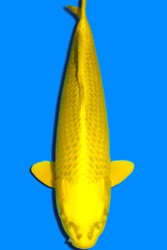 Karashi Matsuba Ogon