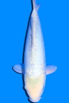 Ginrin Doitsu Karashi Koyo