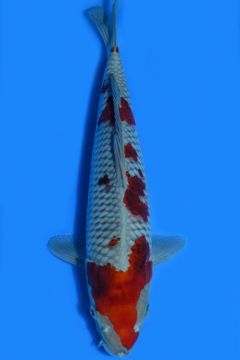 Karashi Ochiba