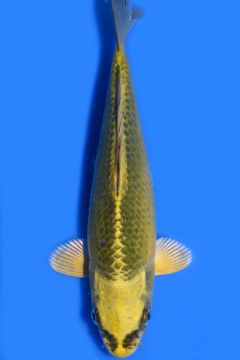 Karashi Matsuba Ogon