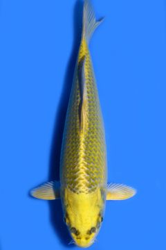 Karashi Matsuba Ogon