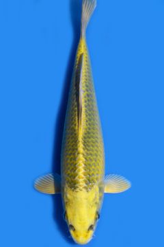 Karashi Matsuba Ogon