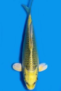 Karashi Matsuba Ogon