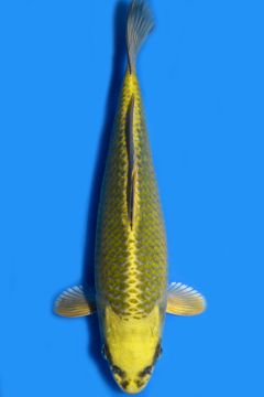 Karashi Matsuba Ogon