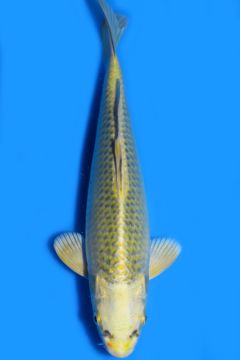 Karashi Matsuba Ogon