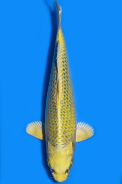 Karashi Matsuba Ogon