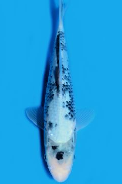 Karashi Matsukawabake