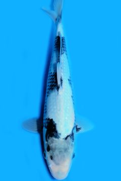 Karashi Matsukawabake
