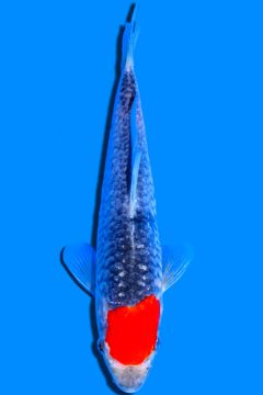 Aragoke Tancho Goshiki