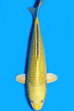 Karashi Matsuba Ogon