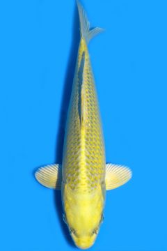 Karashi Matsuba Ogon