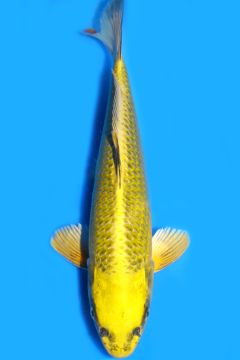 Karashi Matsuba Ogon