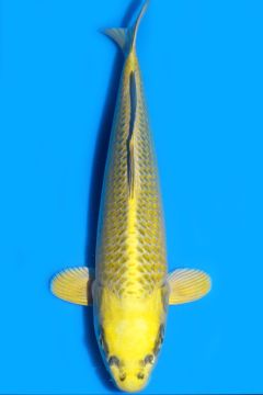 Karashi Matsuba Ogon
