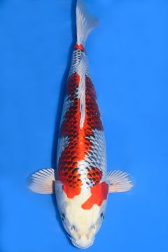 test-koi2222