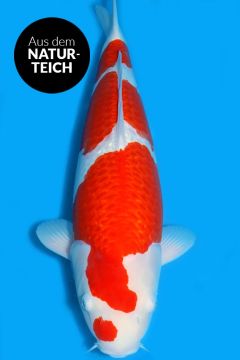 Ginrin Karashi Kohaku