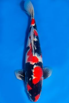 test-koi111