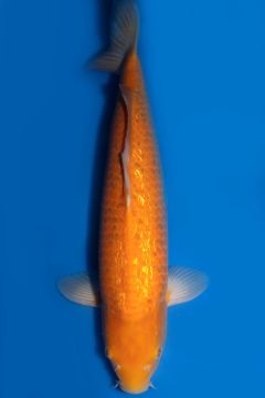 Ginrin Orenji Karashigoi