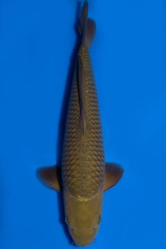 Karashi Chagoi