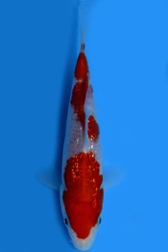 Karashi Ginrin Kohaku
